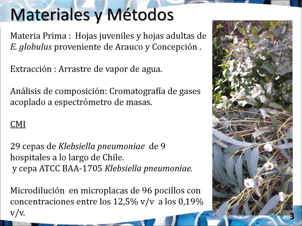Materiales y Métodos Materia Prima : Hojas juveniles y hojas adultas de E. globulus proveniente de Arauco y Concepción .