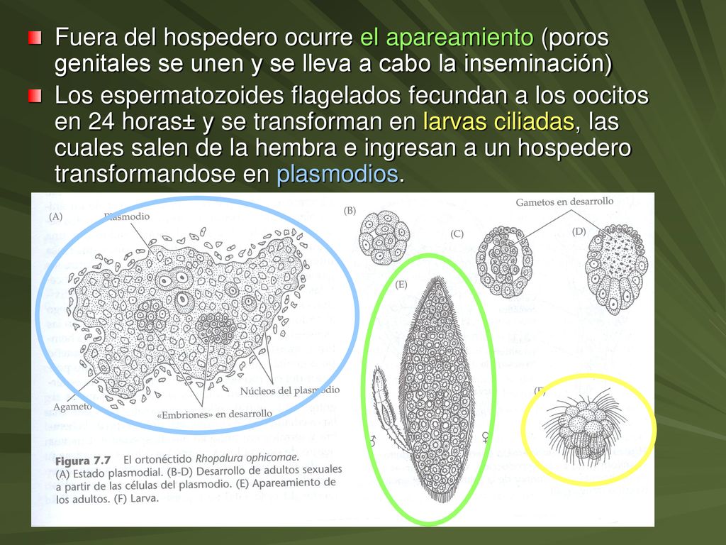 Fuera del hospedero ocurre el apareamiento (poros genitales se unen y se lleva a cabo la inseminación)