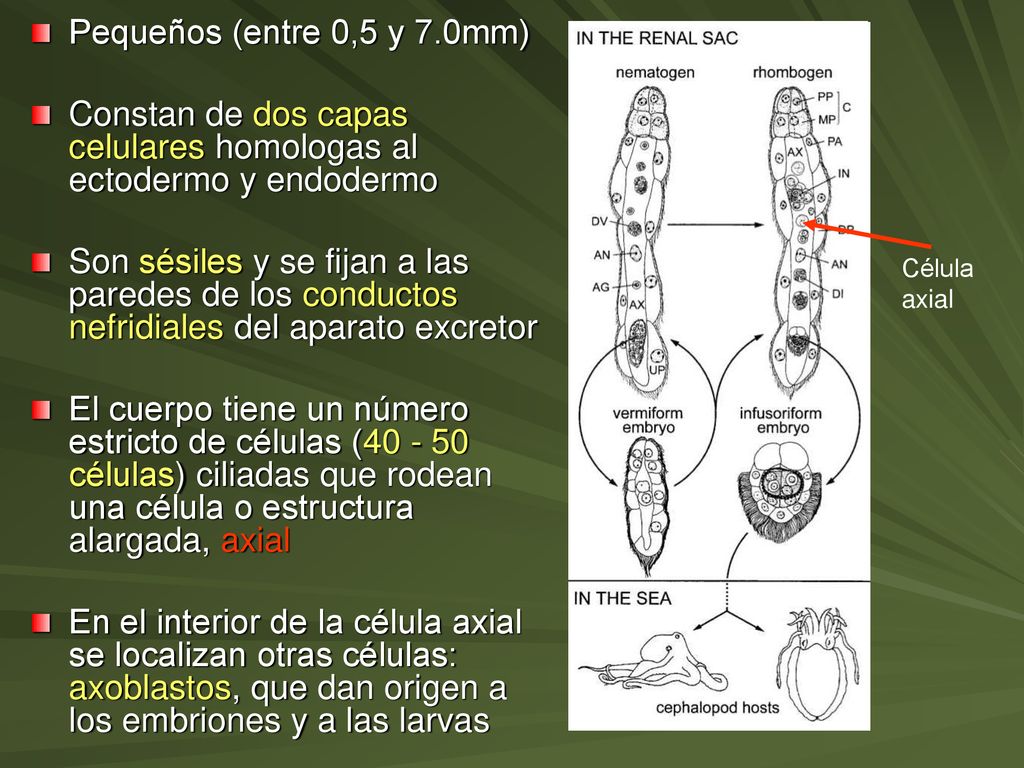 Constan de dos capas celulares homologas al ectodermo y endodermo