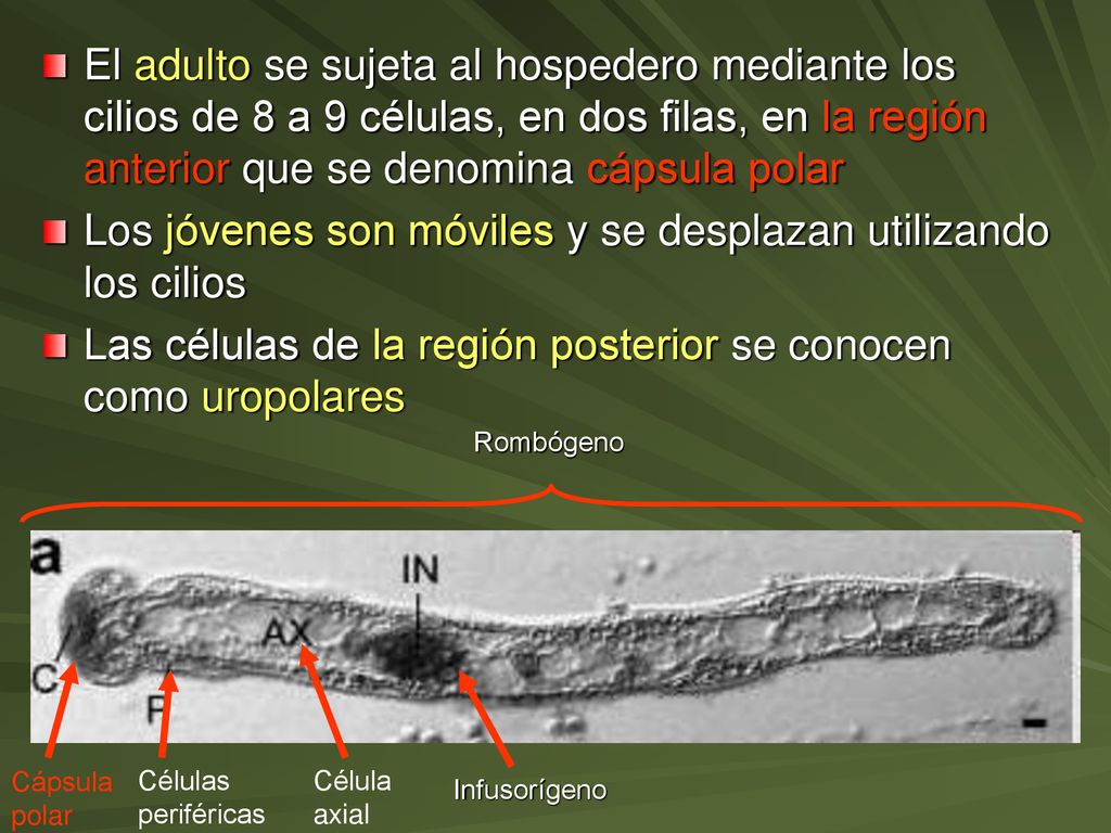Los jóvenes son móviles y se desplazan utilizando los cilios