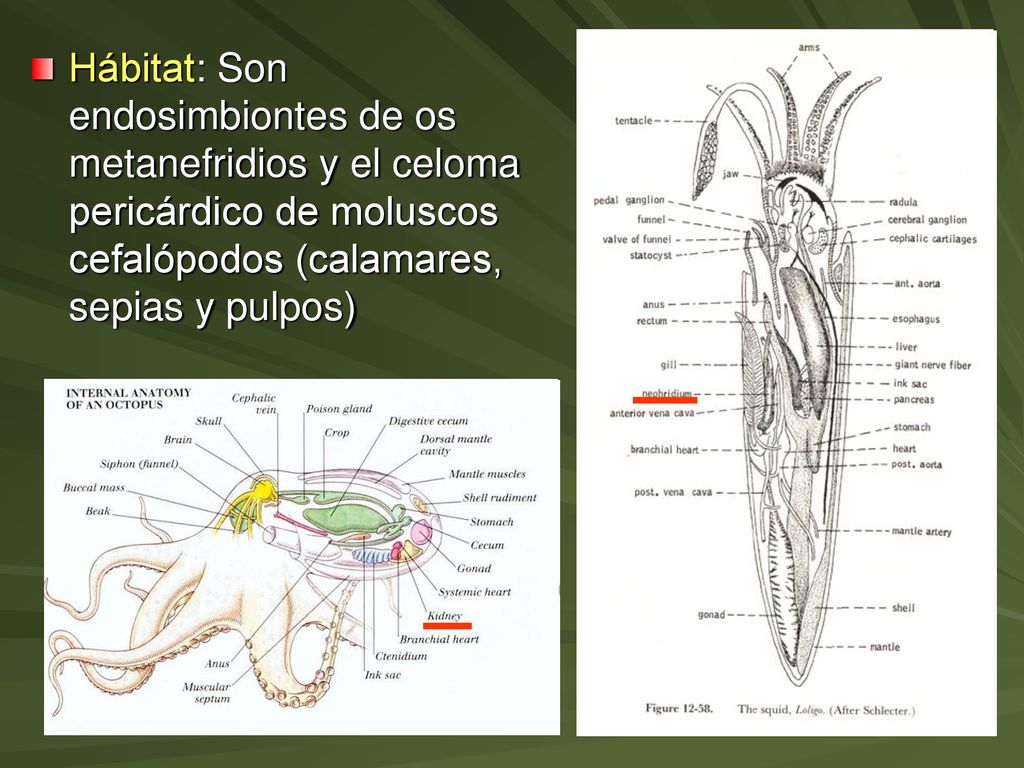 Hábitat: Son endosimbiontes de os metanefridios y el celoma pericárdico de moluscos cefalópodos (calamares, sepias y pulpos)