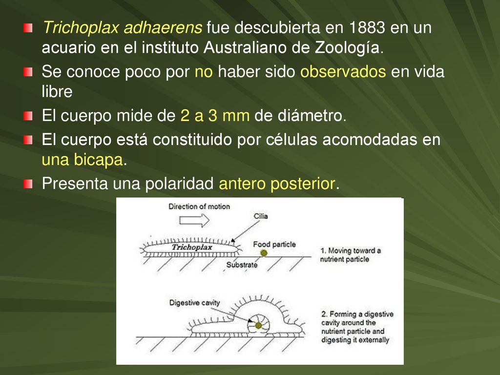Trichoplax adhaerens fue descubierta en 1883 en un acuario en el instituto Australiano de Zoología.