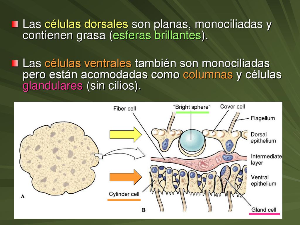 Las células dorsales son planas, monociliadas y contienen grasa (esferas brillantes).