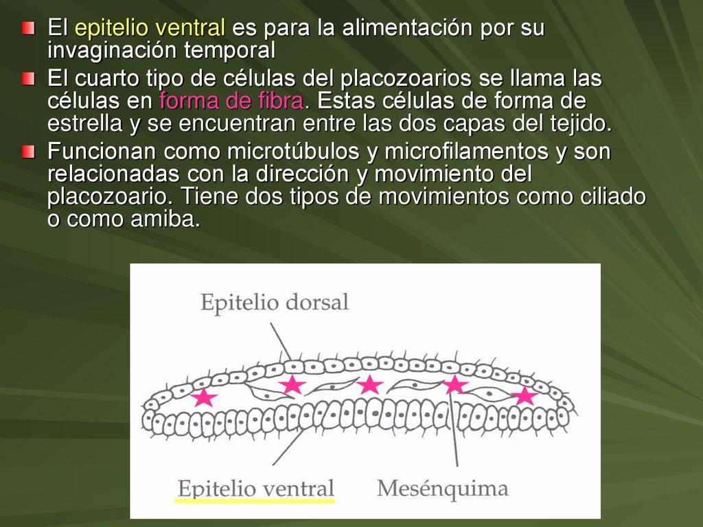 El epitelio ventral es para la alimentación por su invaginación temporal