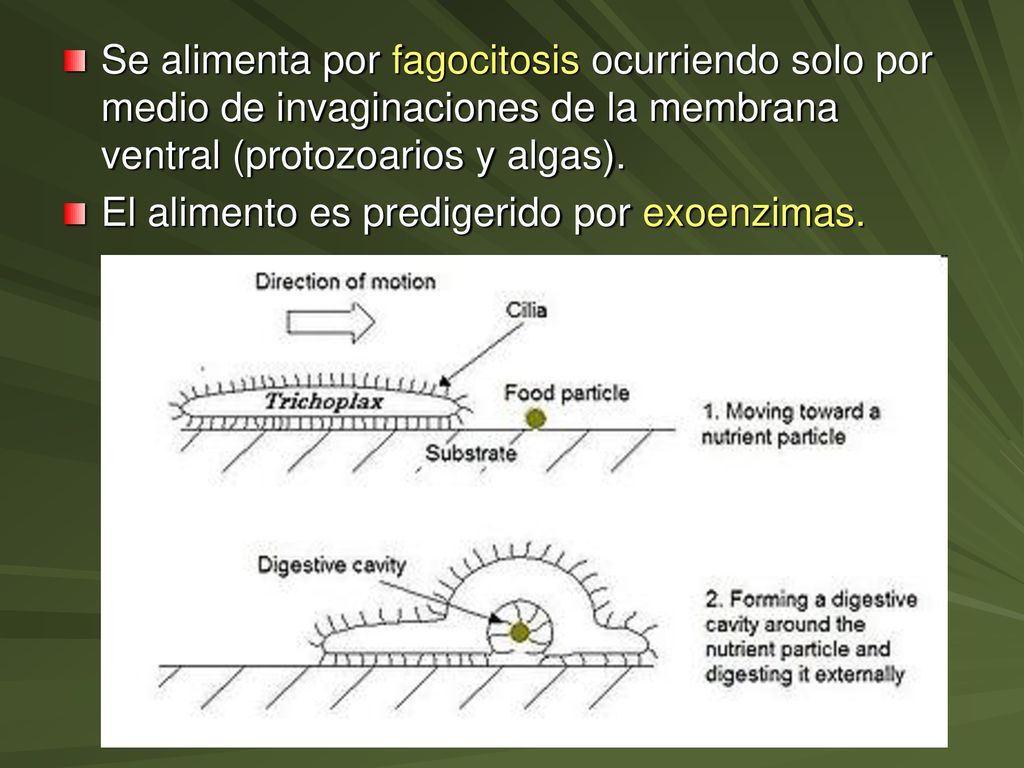 Se alimenta por fagocitosis ocurriendo solo por medio de invaginaciones de la membrana ventral (protozoarios y algas).