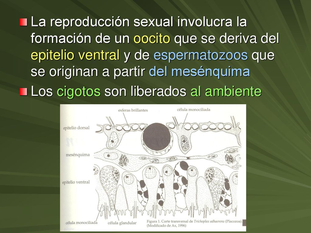 La reproducción sexual involucra la formación de un oocito que se deriva del epitelio ventral y de espermatozoos que se originan a partir del mesénquima