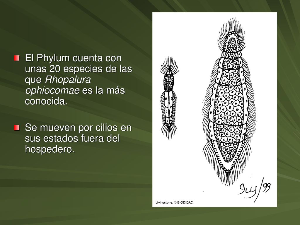 El Phylum cuenta con unas 20 especies de las que Rhopalura ophiocomae es la más conocida.