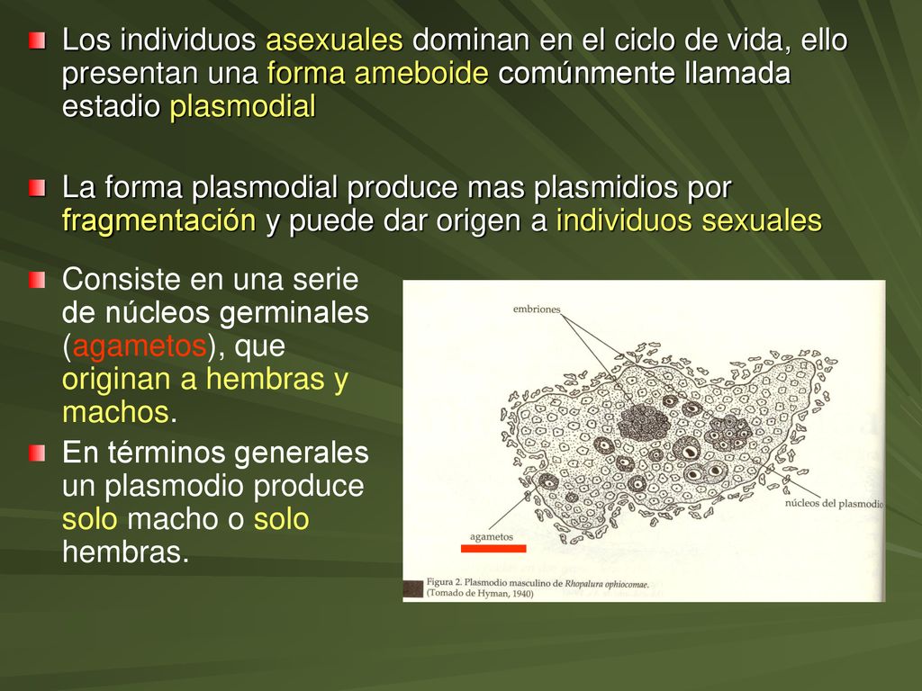 Los individuos asexuales dominan en el ciclo de vida, ello presentan una forma ameboide comúnmente llamada estadio plasmodial