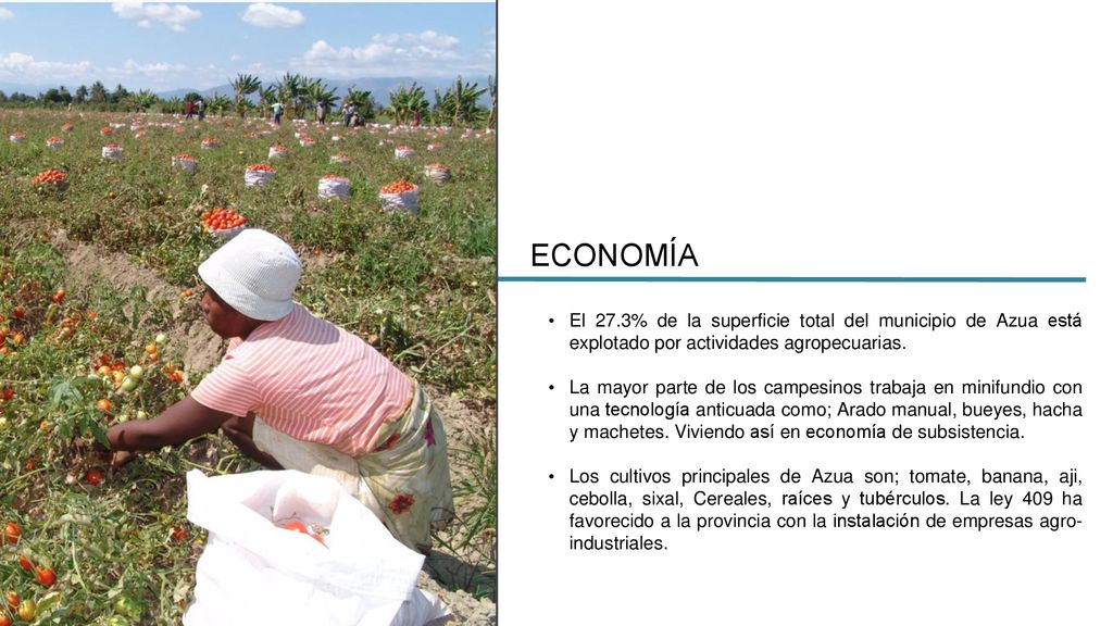 ECONOMÍA El 27.3% de la superficie total del municipio de Azua está explotado por actividades agropecuarias.