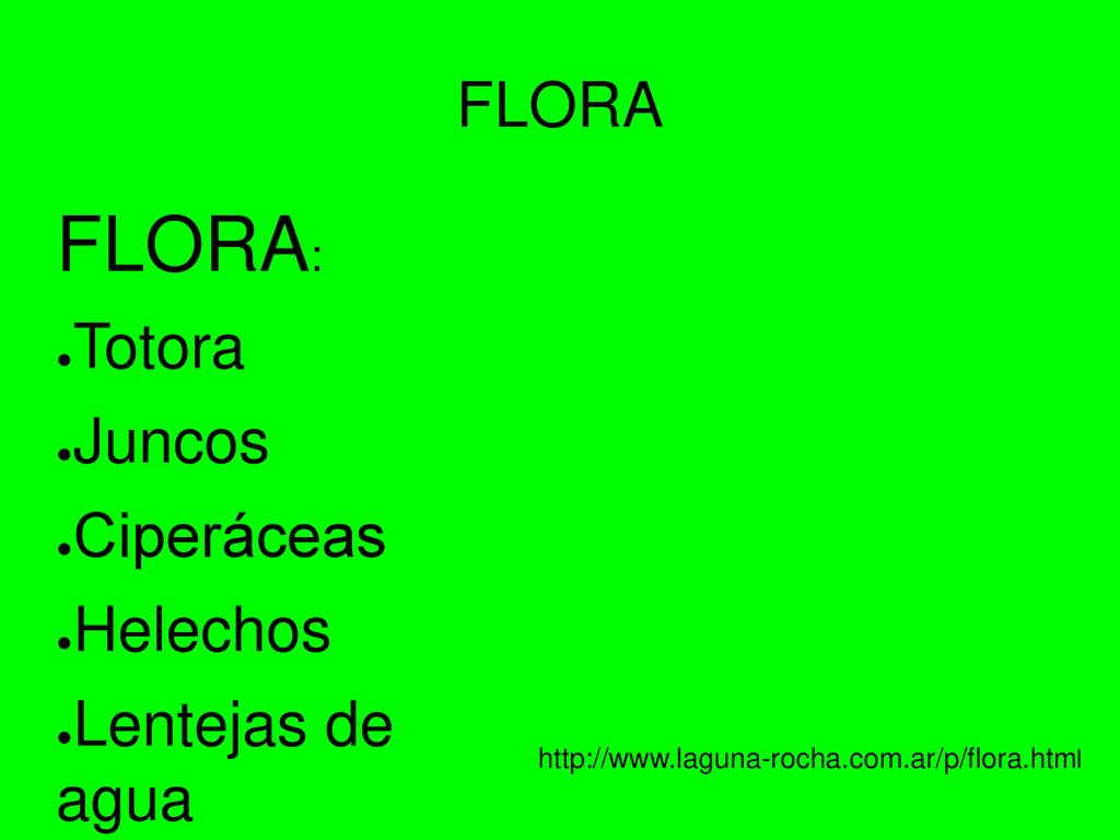 FLORA: FLORA Totora Juncos Ciperáceas Helechos Lentejas de agua