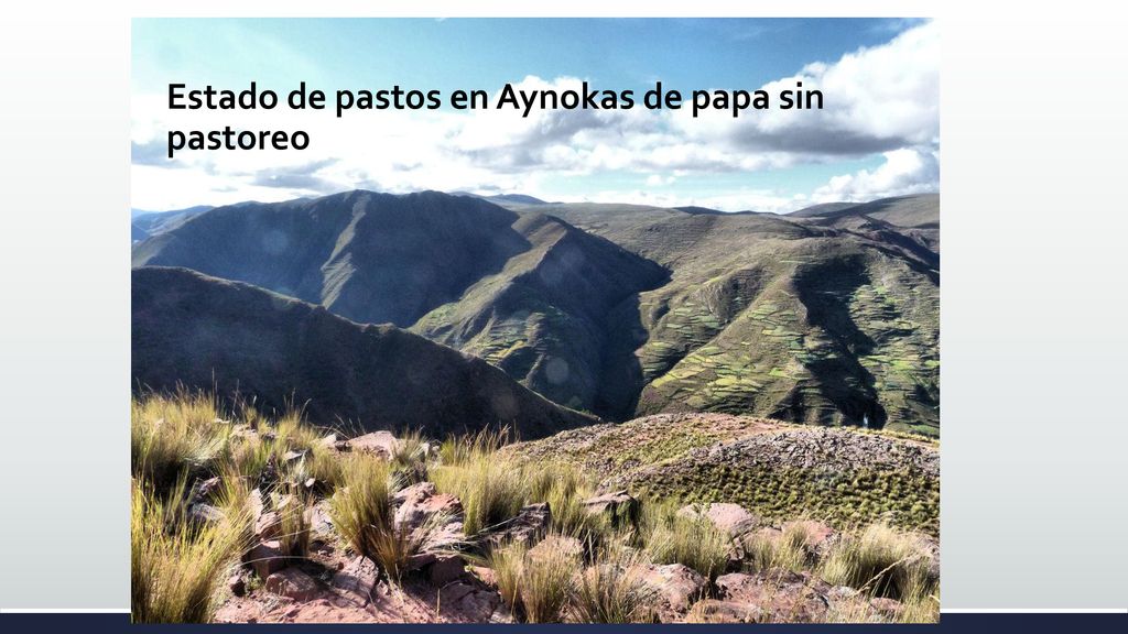 Estado de pastos en Aynokas de papa sin pastoreo