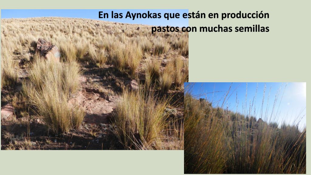 En las Aynokas que están en producción pastos con muchas semillas