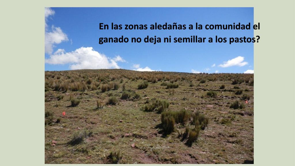 En las zonas aledañas a la comunidad el ganado no deja ni semillar a los pastos