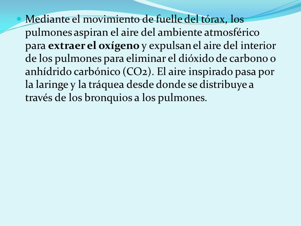 Mediante el movimiento de fuelle del tórax, los pulmones aspiran el aire del ambiente atmosférico para extraer el oxígeno y expulsan el aire del interior de los pulmones para eliminar el dióxido de carbono o anhídrido carbónico (CO2).