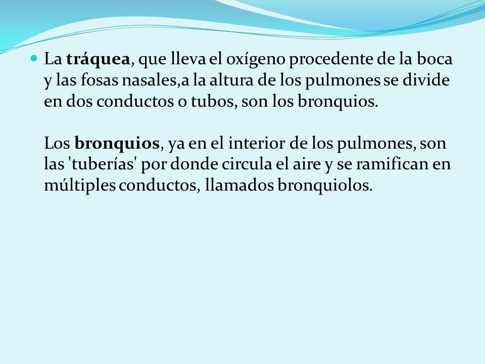 La tráquea, que lleva el oxígeno procedente de la boca y las fosas nasales,a la altura de los pulmones se divide en dos conductos o tubos, son los bronquios.