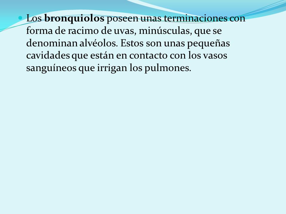 Los bronquiolos poseen unas terminaciones con forma de racimo de uvas, minúsculas, que se denominan alvéolos.