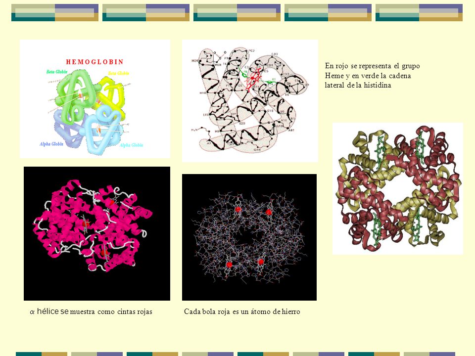 En rojo se representa el grupo Heme y en verde la cadena lateral de la histidina