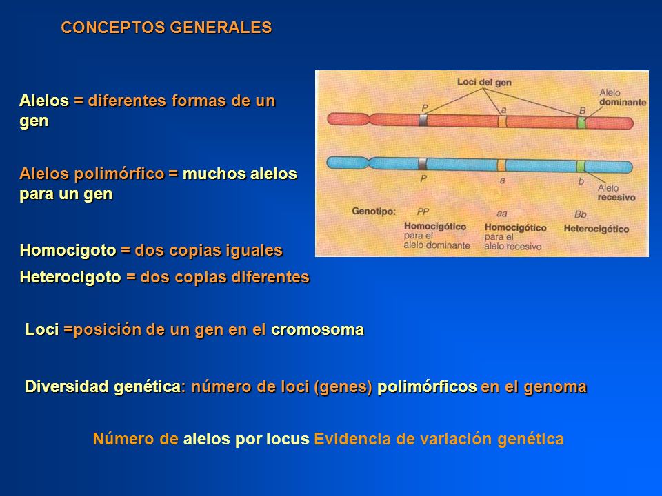 CONCEPTOS GENERALES Alelos = diferentes formas de un gen. Alelos polimórfico = muchos alelos para un gen.