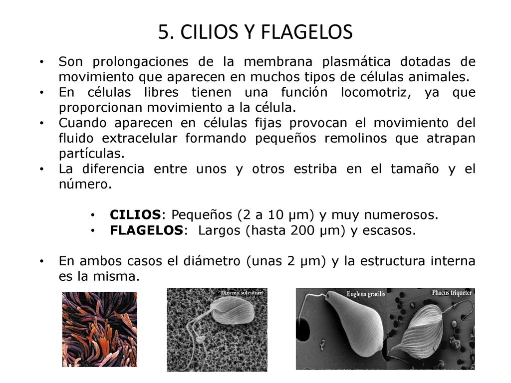 5. CILIOS Y FLAGELOS Son prolongaciones de la membrana plasmática dotadas de movimiento que aparecen en muchos tipos de células animales.