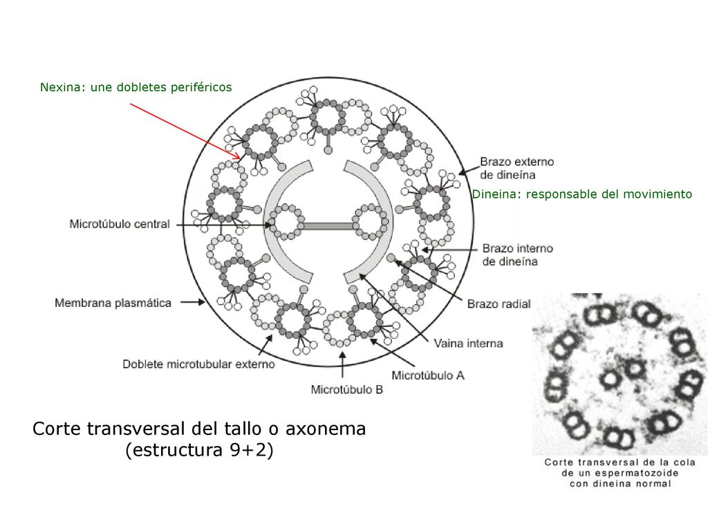 Corte transversal del tallo o axonema (estructura 9+2)