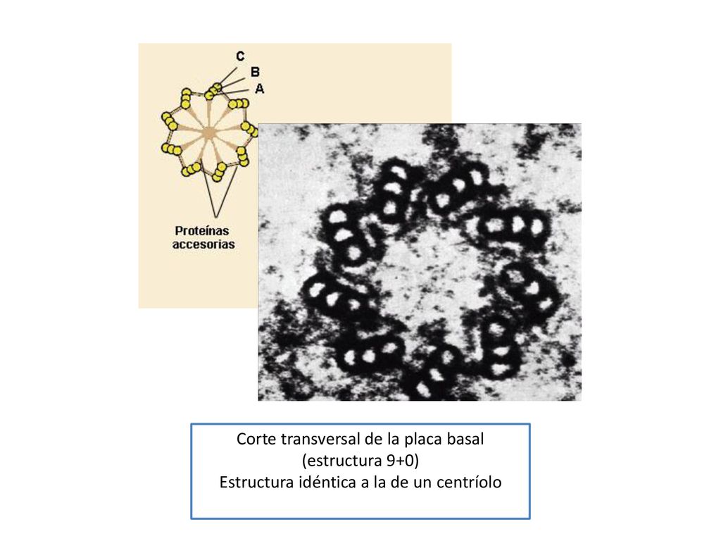 Corte transversal de la placa basal (estructura 9+0)