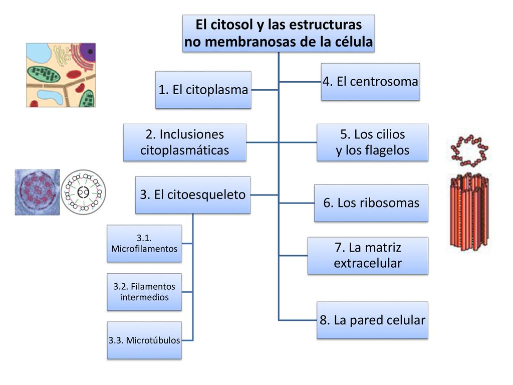 El citosol y las estructuras no membranosas de la célula