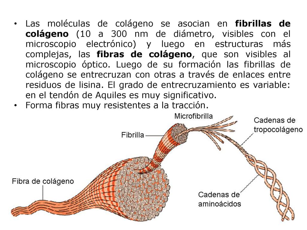 Las moléculas de colágeno se asocian en fibrillas de colágeno (10 a 300 nm de diámetro, visibles con el microscopio electrónico) y luego en estructuras más complejas, las fibras de colágeno, que son visibles al microscopio óptico. Luego de su formación las fibrillas de colágeno se entrecruzan con otras a través de enlaces entre residuos de lisina. El grado de entrecruzamiento es variable: en el tendón de Aquiles es muy significativo.