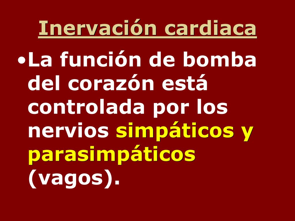 Inervación cardiaca La función de bomba del corazón está controlada por los nervios simpáticos y parasimpáticos (vagos).
