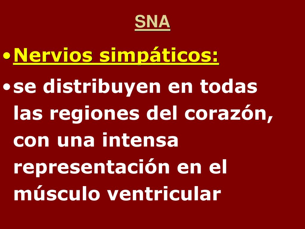 SNA Nervios simpáticos: se distribuyen en todas las regiones del corazón, con una intensa representación en el músculo ventricular.