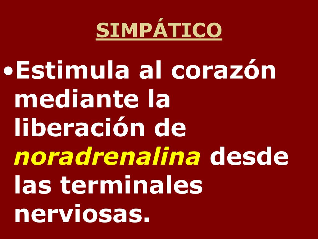 SIMPÁTICO Estimula al corazón mediante la liberación de noradrenalina desde las terminales nerviosas.