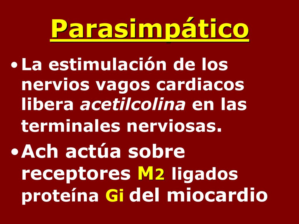 Parasimpático La estimulación de los nervios vagos cardiacos libera acetilcolina en las terminales nerviosas.