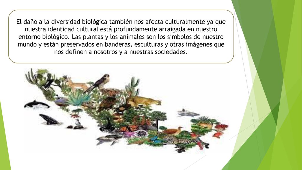 El daño a la diversidad biológica también nos afecta culturalmente ya que nuestra identidad cultural está profundamente arraigada en nuestro entorno biológico. Las plantas y los animales son los símbolos de nuestro mundo y están preservados en banderas, esculturas y otras imágenes que nos definen a nosotros y a nuestras sociedades.