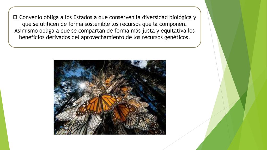 El Convenio obliga a los Estados a que conserven la diversidad biológica y que se utilicen de forma sostenible los recursos que la componen.
