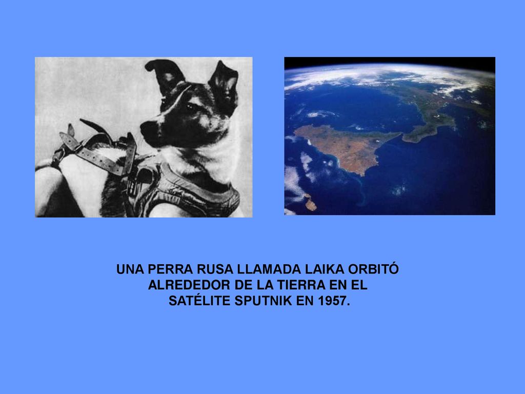 UNA PERRA RUSA LLAMADA LAIKA ORBITÓ ALREDEDOR DE LA TIERRA EN EL