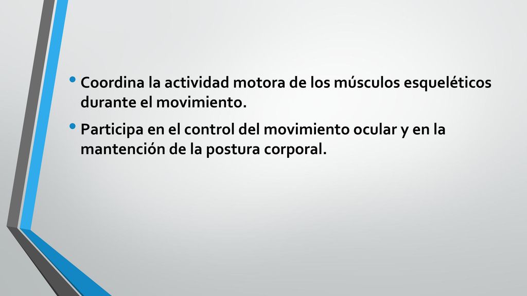 Coordina la actividad motora de los músculos esqueléticos durante el movimiento.