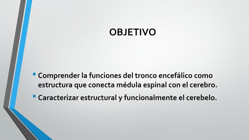 OBJETIVO Comprender la funciones del tronco encefálico como estructura que conecta médula espinal con el cerebro.