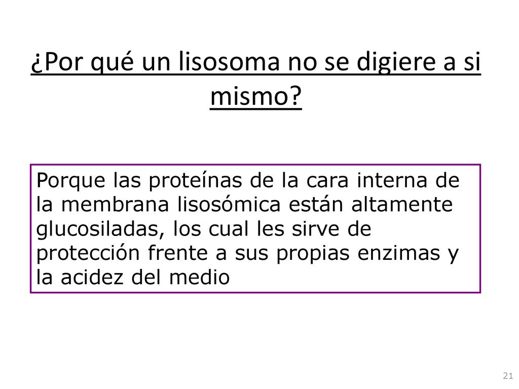 ¿Por qué un lisosoma no se digiere a si mismo