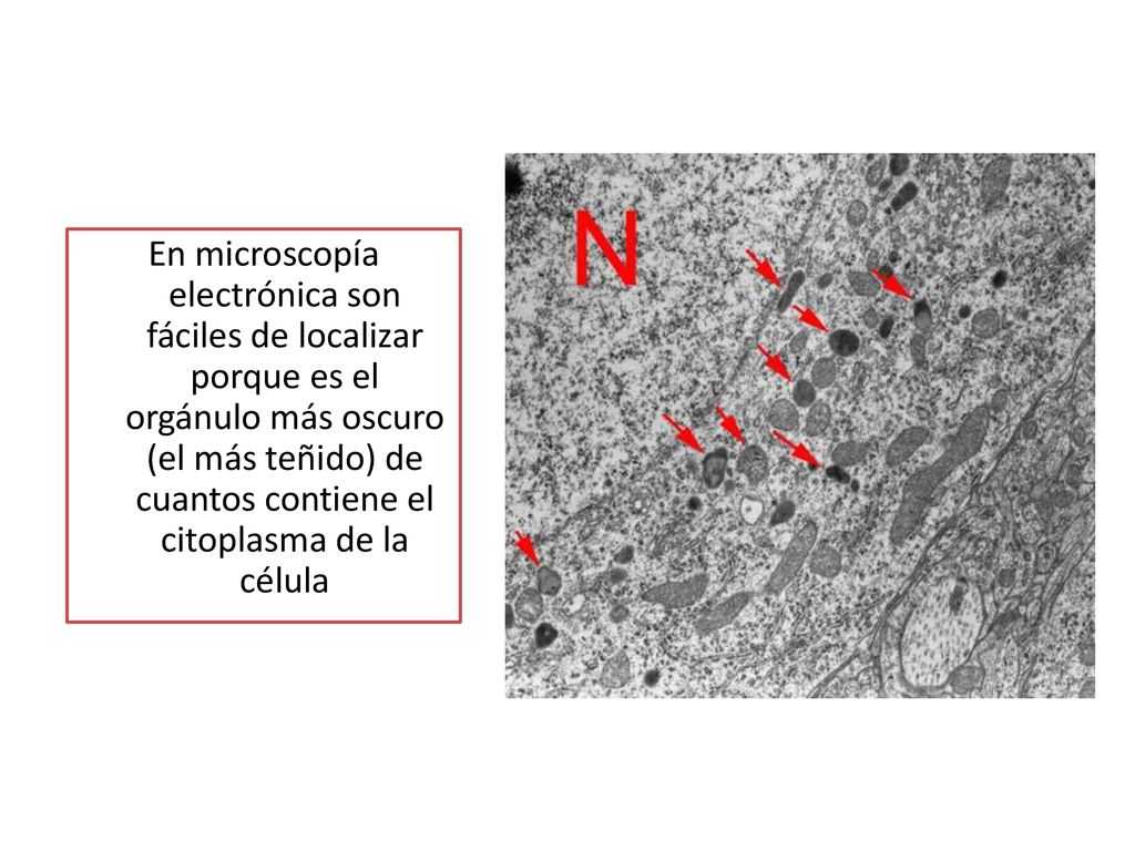 En microscopía electrónica son fáciles de localizar porque es el orgánulo más oscuro (el más teñido) de cuantos contiene el citoplasma de la célula