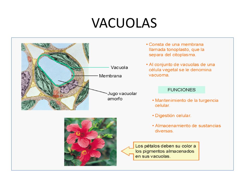 VACUOLAS Las vacuolas son orgánulos citoplasmáticos de elevado contenido hídrico y funciones diversas.