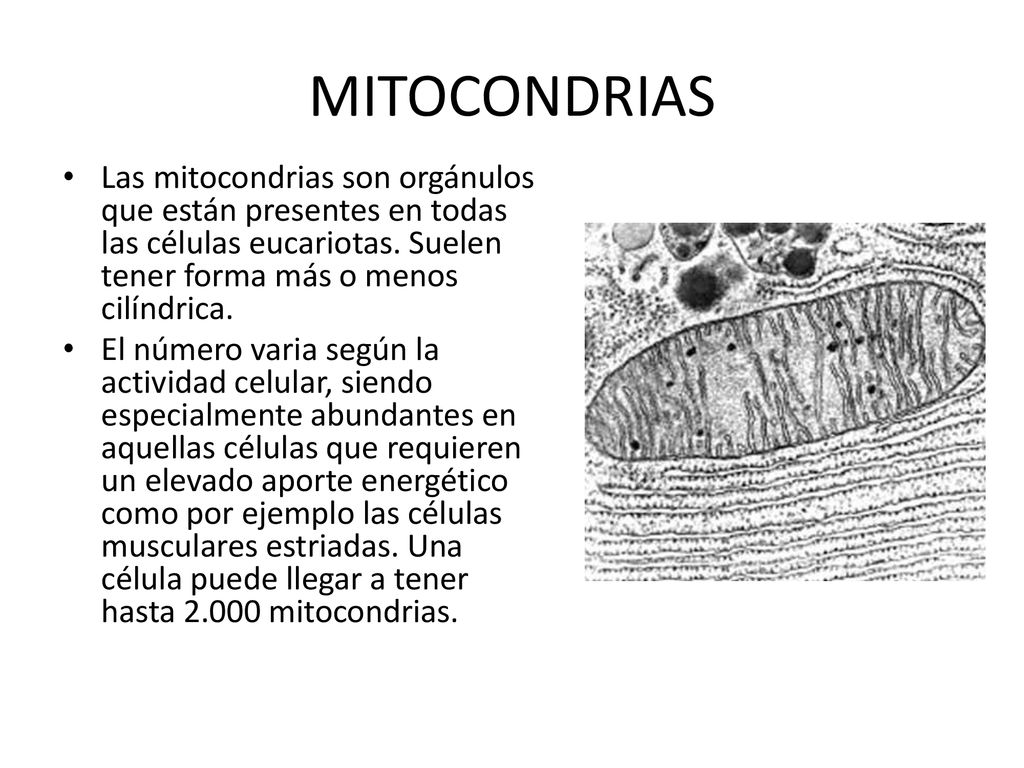 MITOCONDRIAS Las mitocondrias son orgánulos que están presentes en todas las células eucariotas. Suelen tener forma más o menos cilíndrica.