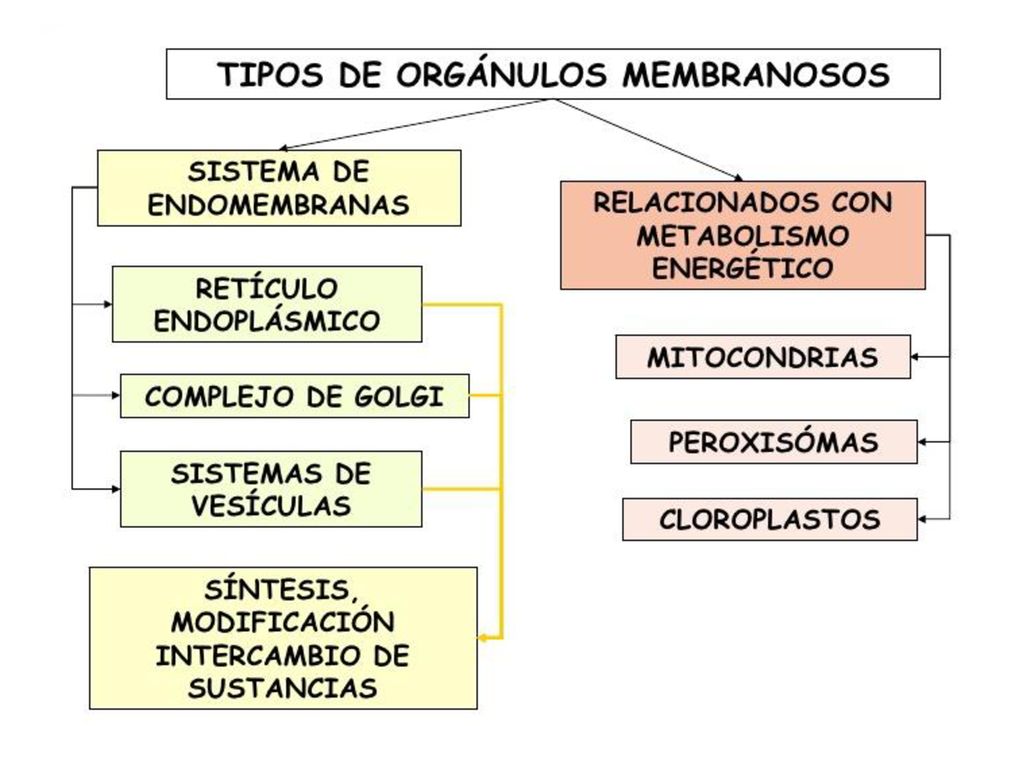 TEMARIO Sistema de endomembranas: Vesículas membranosas relacionadas entre sí y con la membrana nuclear.