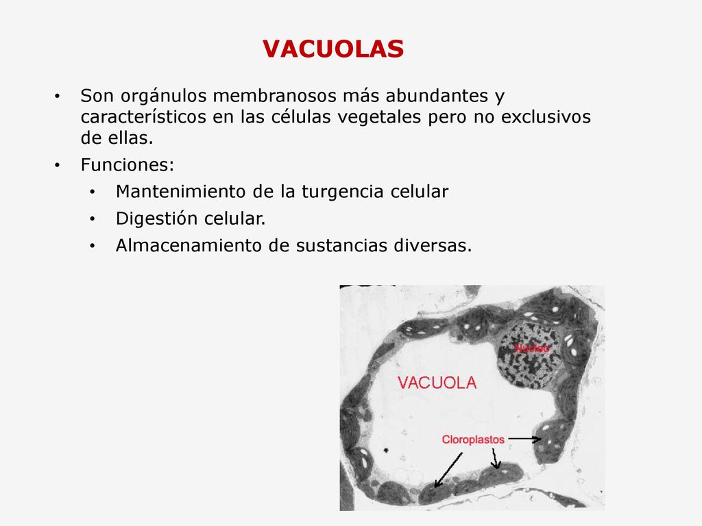 VACUOLAS Son orgánulos membranosos más abundantes y característicos en las células vegetales pero no exclusivos de ellas.