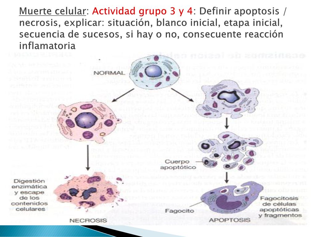 Muerte celular: Actividad grupo 3 y 4: Definir apoptosis / necrosis, explicar: situación, blanco inicial, etapa inicial, secuencia de sucesos, si hay o no, consecuente reacción inflamatoria