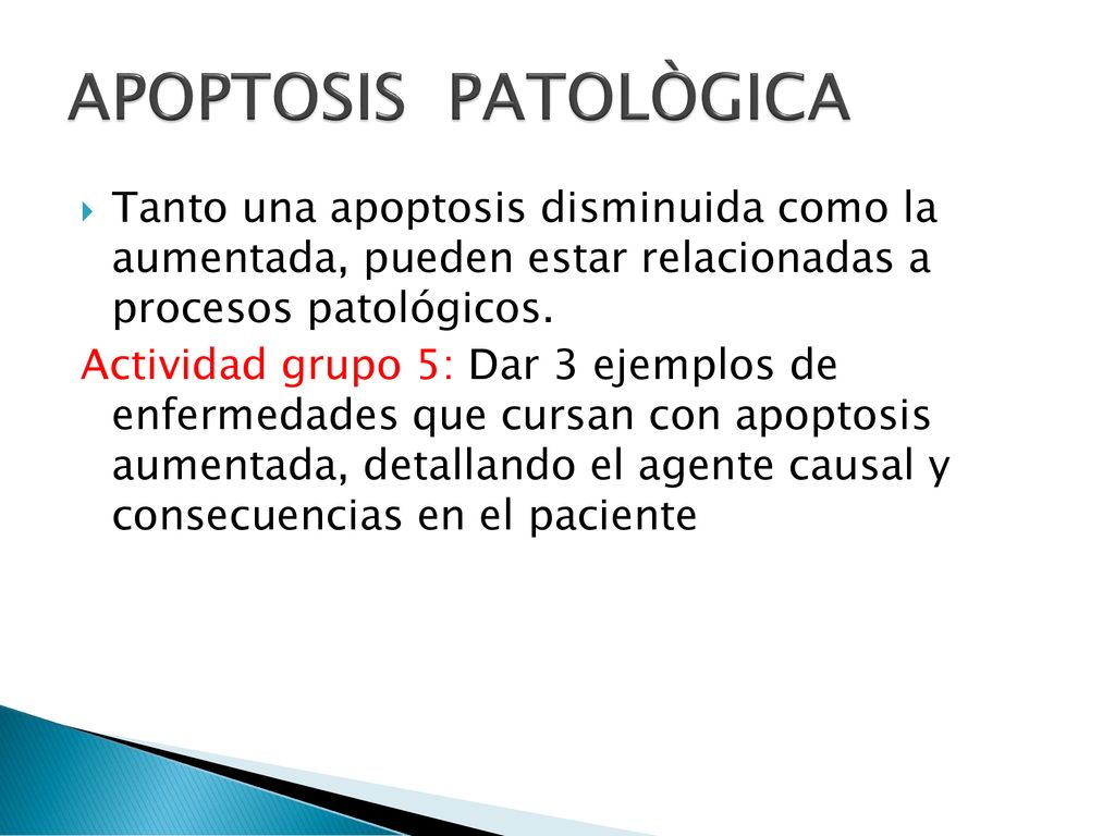 APOPTOSIS PATOLÒGICA Tanto una apoptosis disminuida como la aumentada, pueden estar relacionadas a procesos patológicos.
