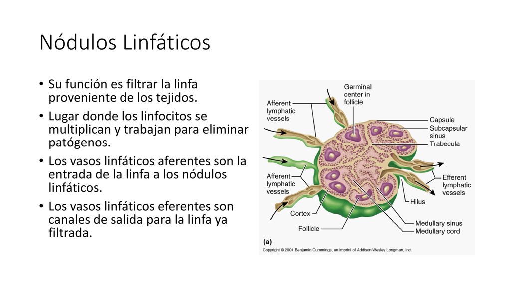 Nódulos Linfáticos Su función es filtrar la linfa proveniente de los tejidos.