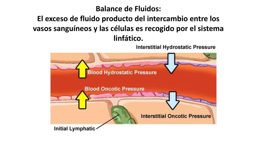 Balance de Fluidos: El exceso de fluido producto del intercambio entre los vasos sanguíneos y las células es recogido por el sistema linfático.