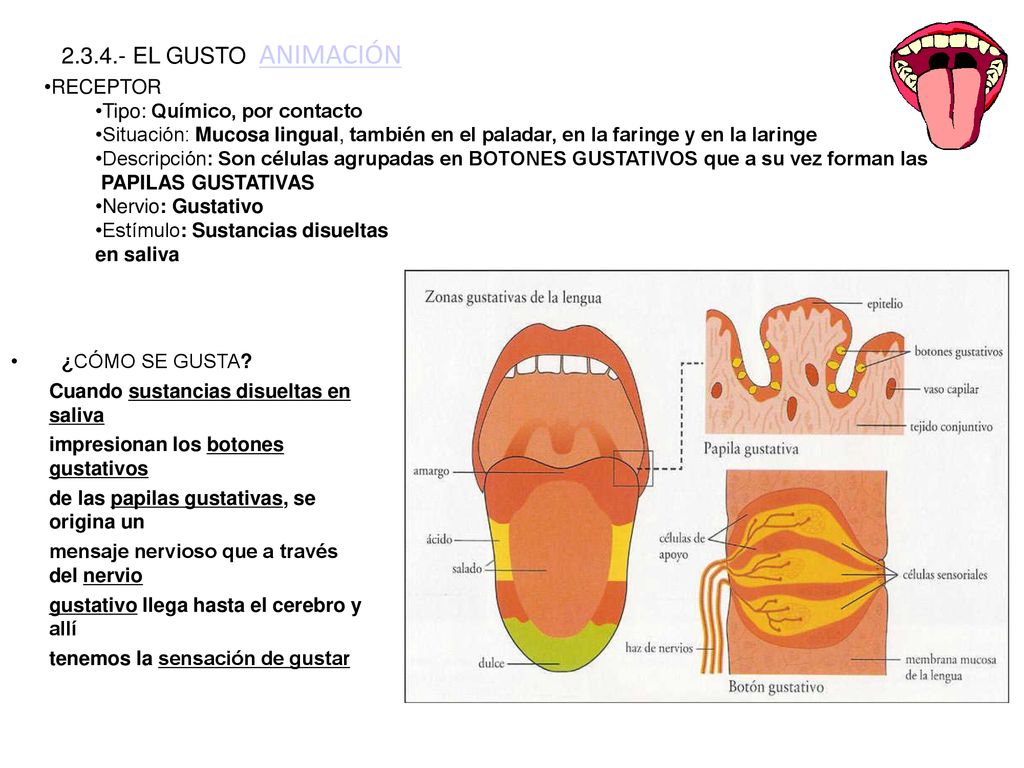 EL GUSTO ANIMACIÓN RECEPTOR Tipo: Químico, por contacto