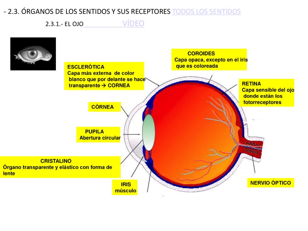 ÓRGANOS DE LOS SENTIDOS Y SUS RECEPTORES TODOS LOS SENTIDOS