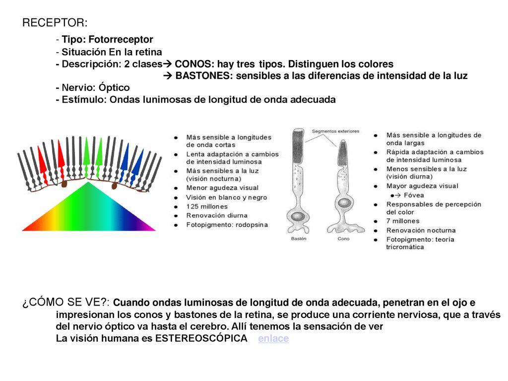 - Tipo: Fotorreceptor RECEPTOR: