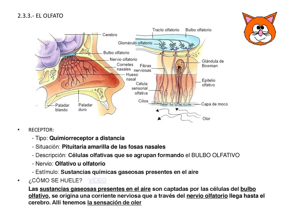 EL OLFATO RECEPTOR: - Tipo: Quimiorreceptor a distancia